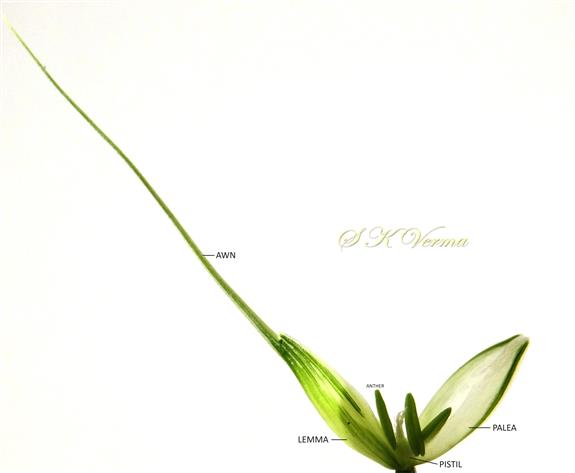  Floret